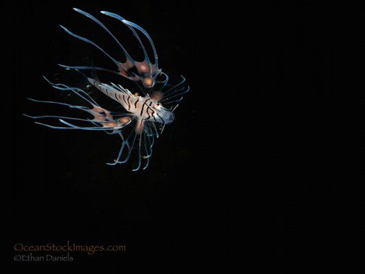 Bump-In-The-Night-Baby-Lionfish