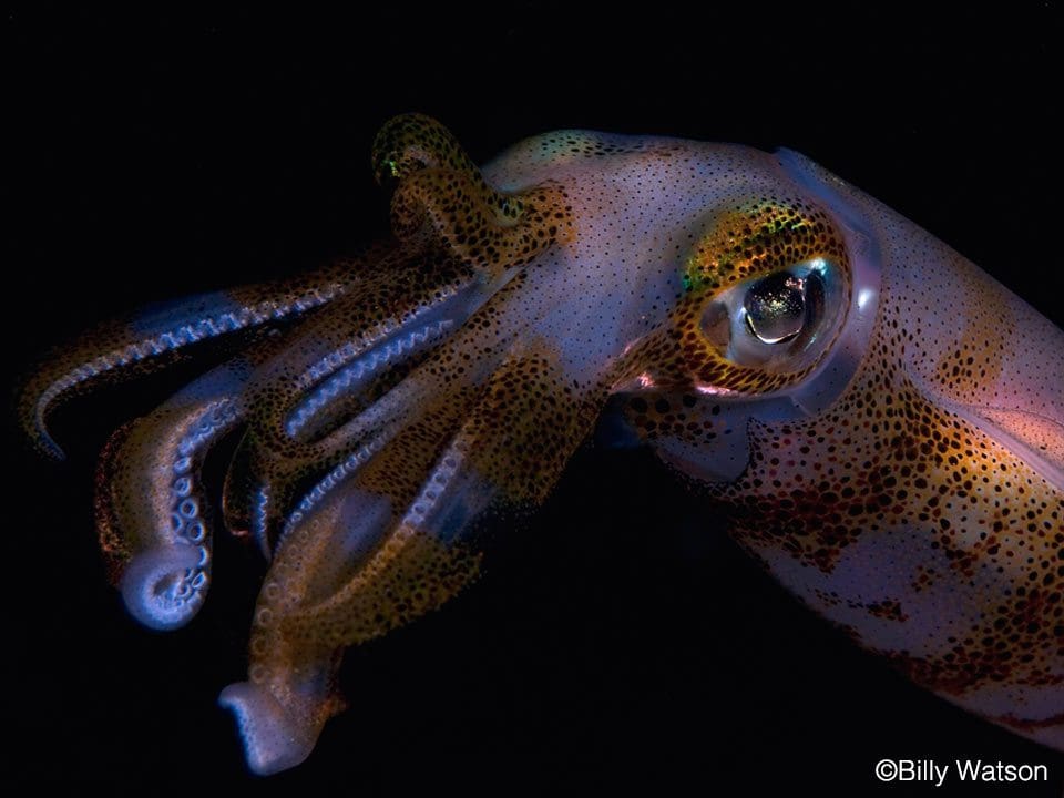 Bigfin Reef Squid at Night