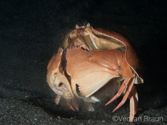 Bump-In-The-Night-Callapa-crab