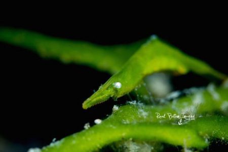 Bignose Seagrass Shrimp (Latreutes pymoeus), Andrew Raak, Lembeh Strait Indonesia 2017
