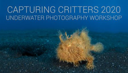 Capturing Critters 2020 Underwater Photography Workshop