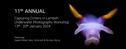 Capturing Critters Lembeh Resort 2024