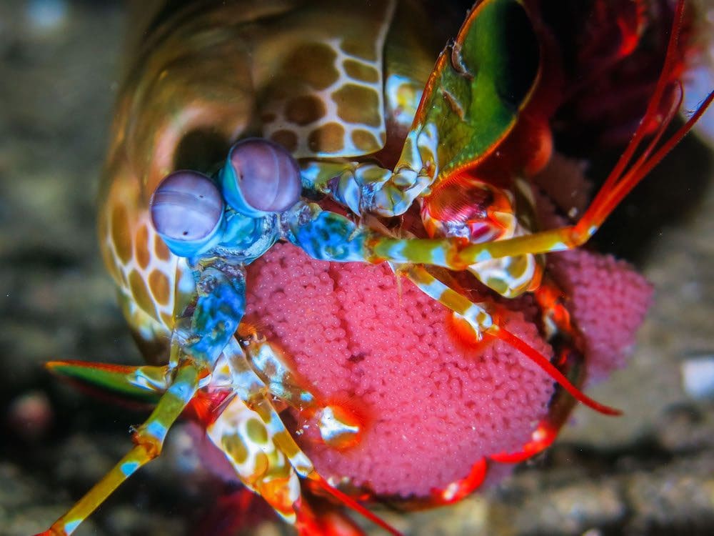 capturing-critters-in-lembeh-2016-manthis-shrimp-with-eggs