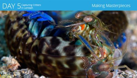 Capturing Critters in Lembeh 2017