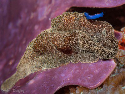 Glossodoris stellatus, CataractAwareness, Nudibranch, Lembeh Strait, North Sulawesi Indonesia, Bitung, critters@Lembeh Resort, Lembeh Resort,underwater photography,Erin Quigley