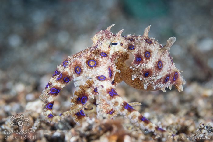 Blue ring octopus Diving in Lembeh