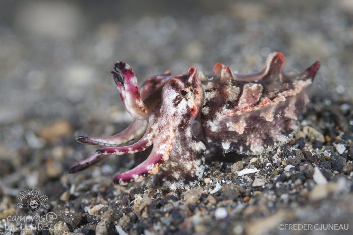 Flamboyant cuttlefish Lembeh