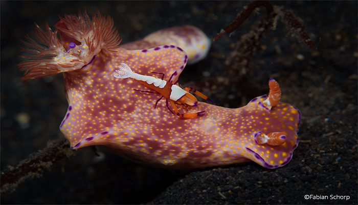 Nudibranch in Lembeh, North Sulawesi – Indonesia