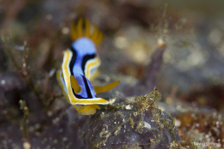Chromodoris-annae,Nudibranch, Lembeh Strait, North Sulawesi Indonesia, Bitung, critters@Lembeh Resort, Lembeh Resort,underwater photography