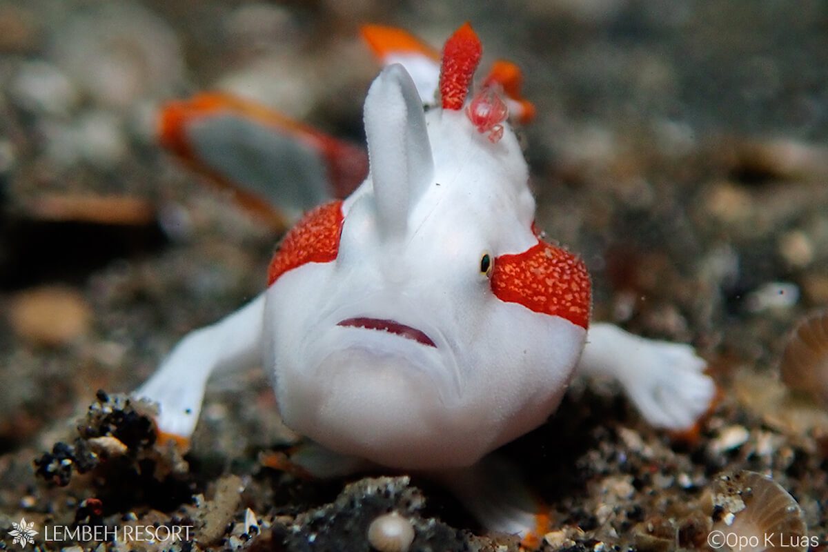 OLYMPUS DIGITAL CAMERA Clown frogfish