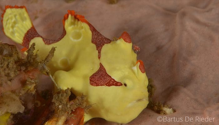 Critters Fool: Warty frogfish