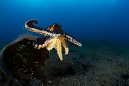 Muck diving with Coconut Octopus in Lembeh Strait