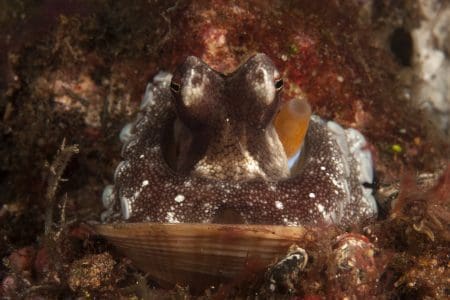 coconut octopus in Lembeh