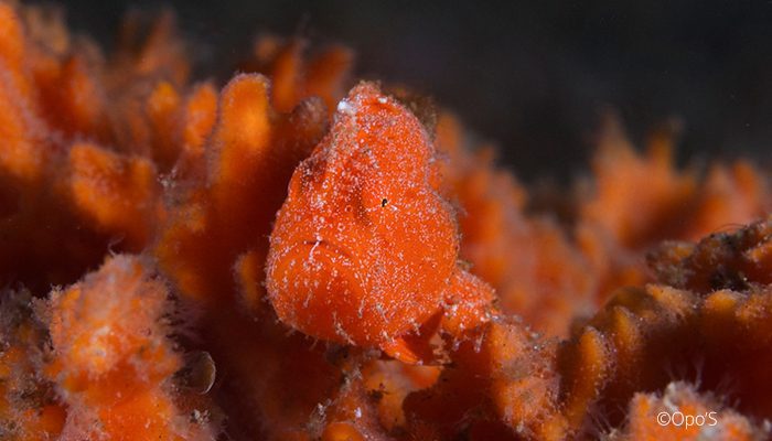 A Guide to Muck Diving in Lembeh