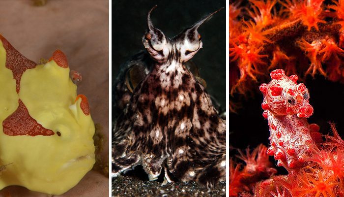 Critters that Fool All Year Around
