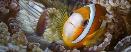 Clownfish Lembeh