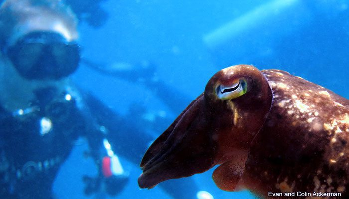 Productive Holiday In Lembeh