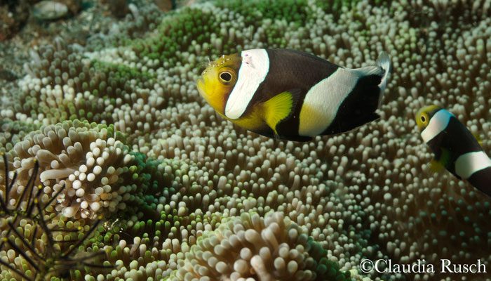 Two Weeks at Lembeh Resort and Enjoyed Every Day