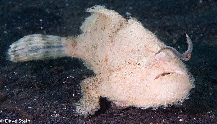 Fantastic Dive Trip at Lembeh.