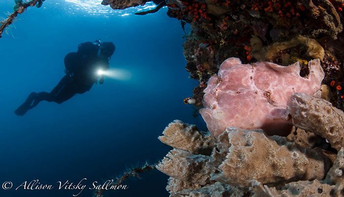 Wide Angle Wonder – Part I