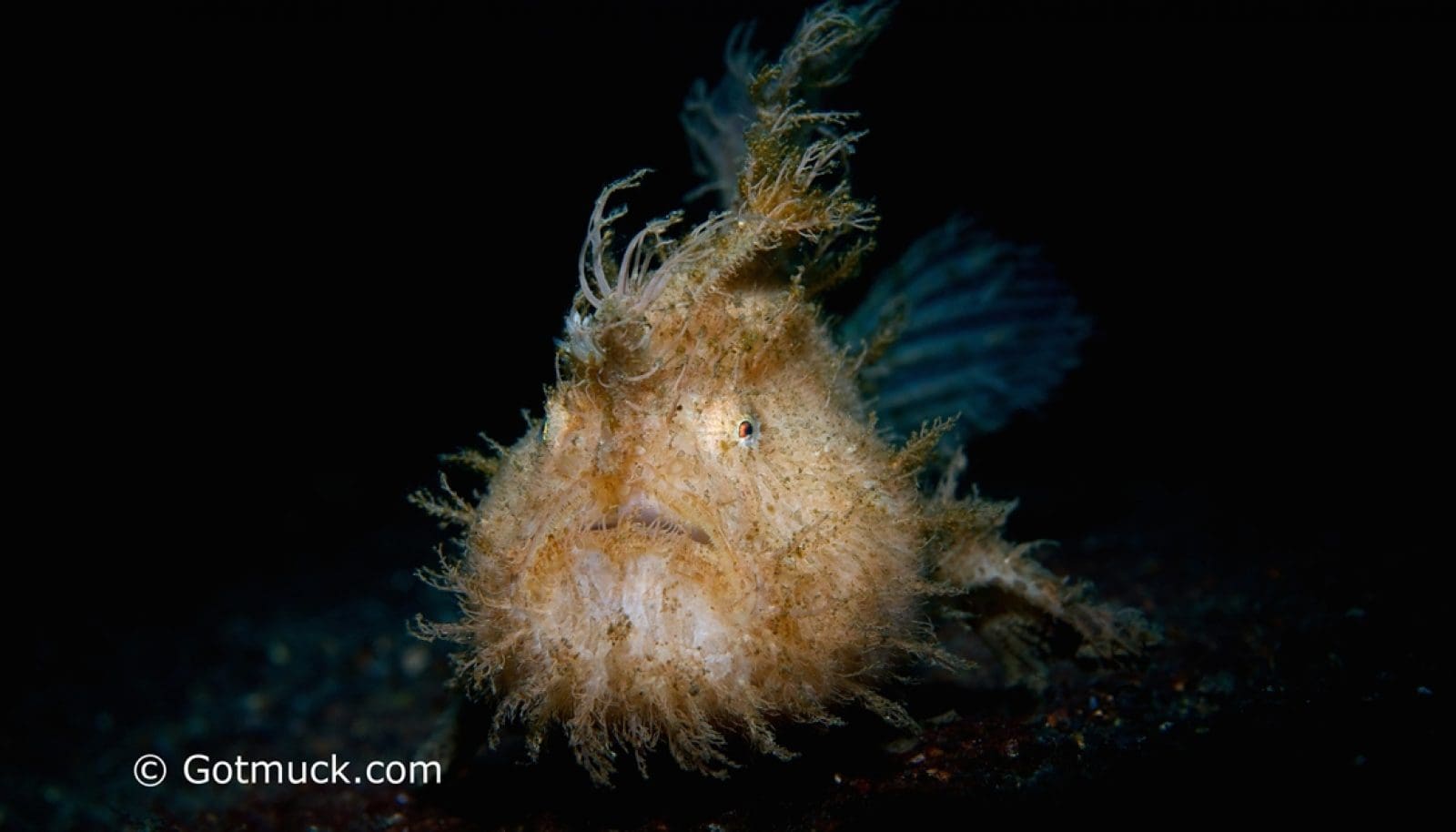 Frogfish – The Masters of Camouflage at Lembeh’s Best Dive Sites
