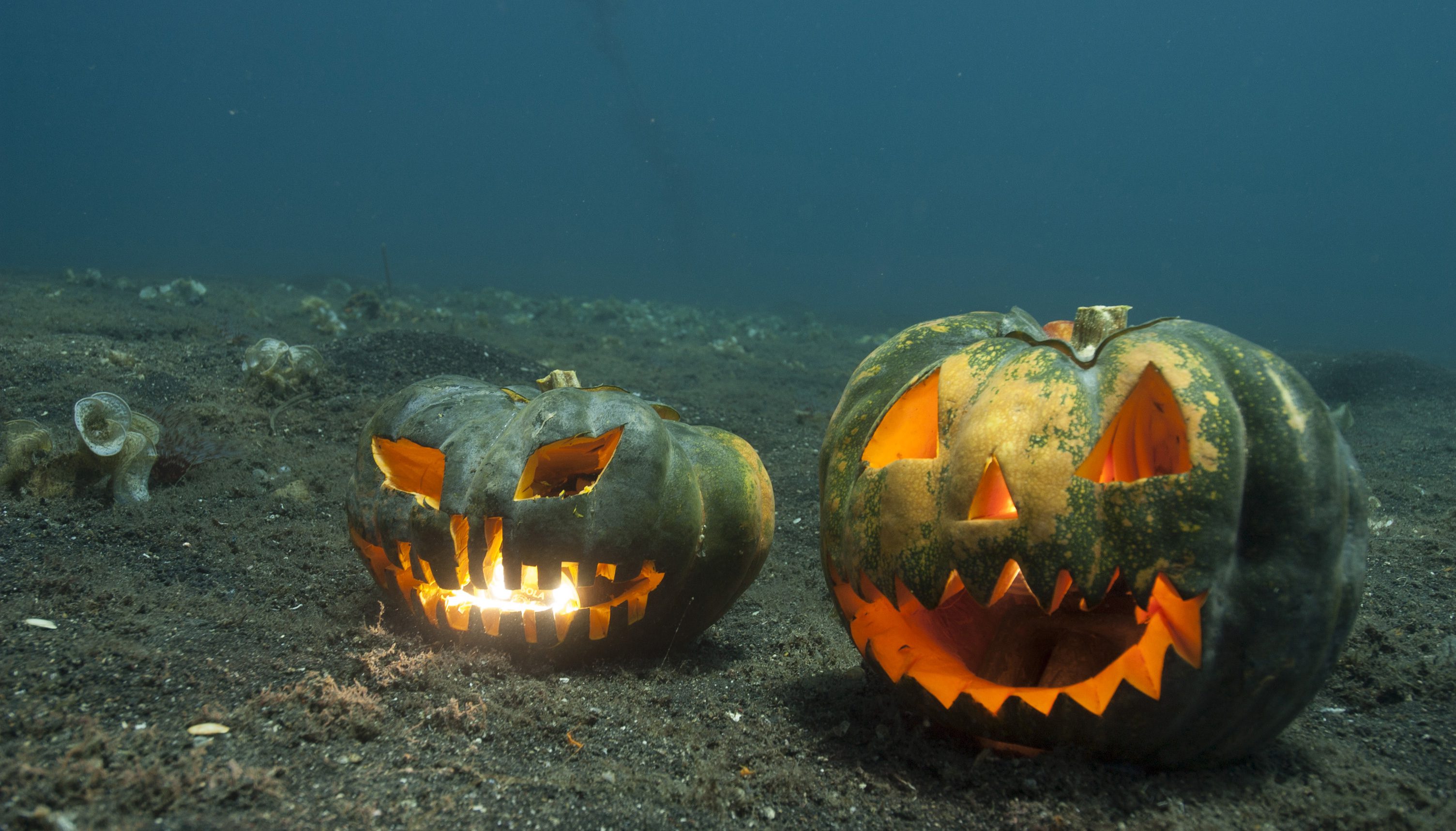 Halloween in Lembeh