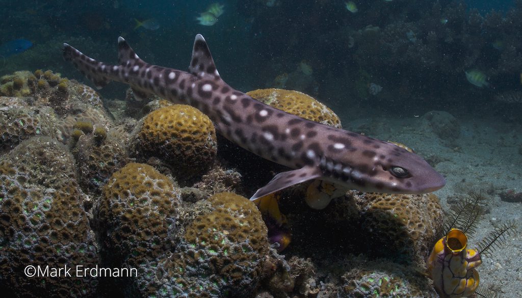 From gobies to sharks, Lembeh continues to unveil more secrets…
