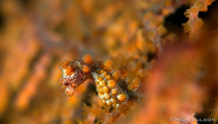 Many Different Critters Been Seen