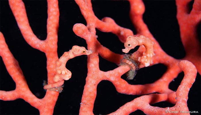 Pygmy Seahorses