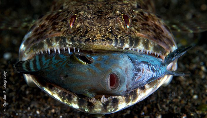 Spookiest Critters – Part I