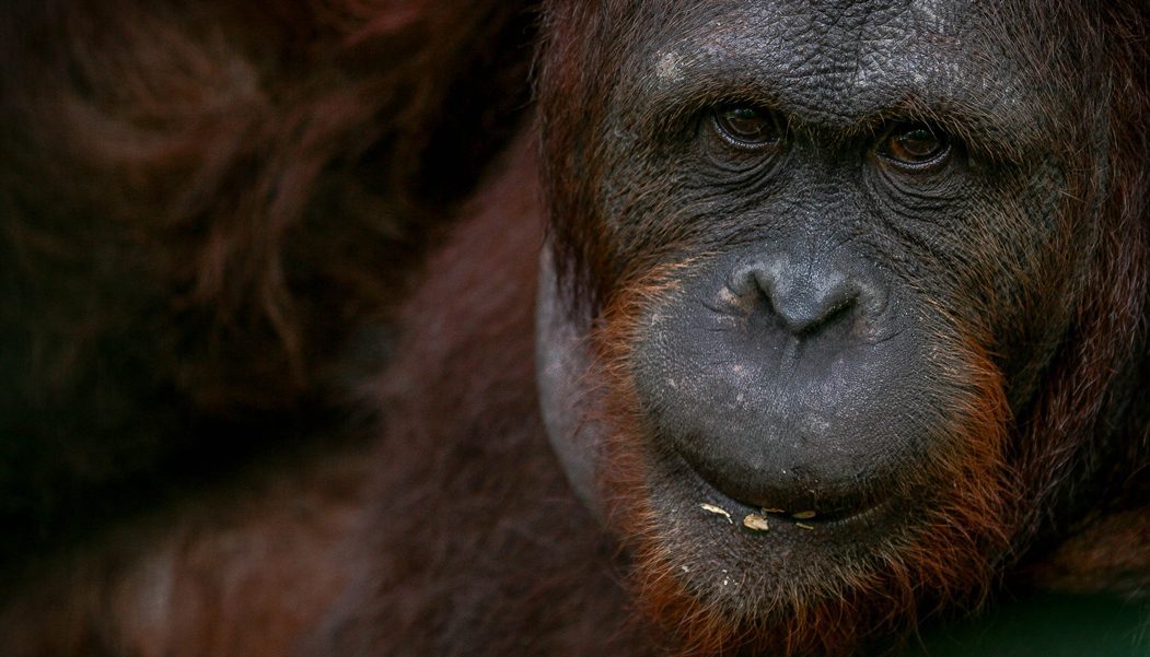 Tasikoki – Wildlife Rescue Centre