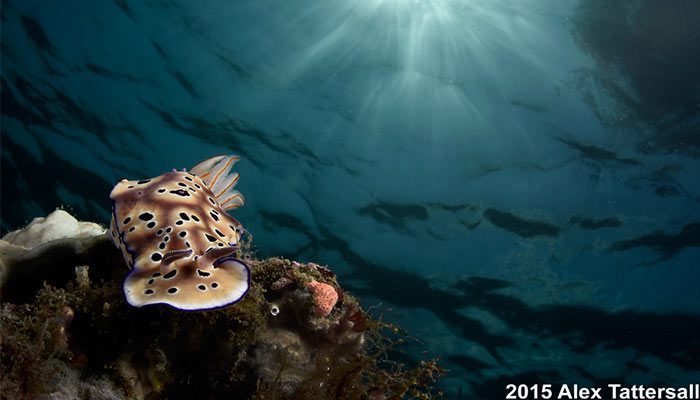 Muck Diving Meets Reef Diving in North Sulawesi