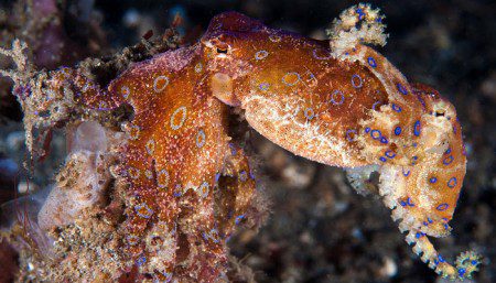 Lembeh Strait, North Sulawesi Indonesia, Bitung, critters@Lembeh Resort, Lembeh Resort, blue ring octopus,underwater photography
