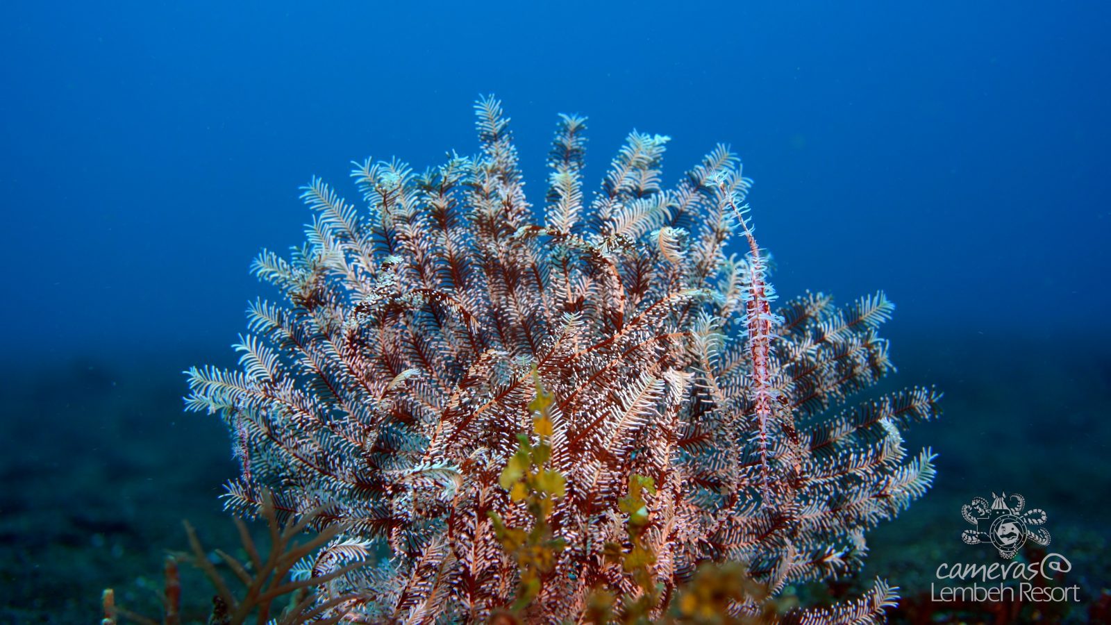 Critters of the Lembeh Strait | 2017 Highlights