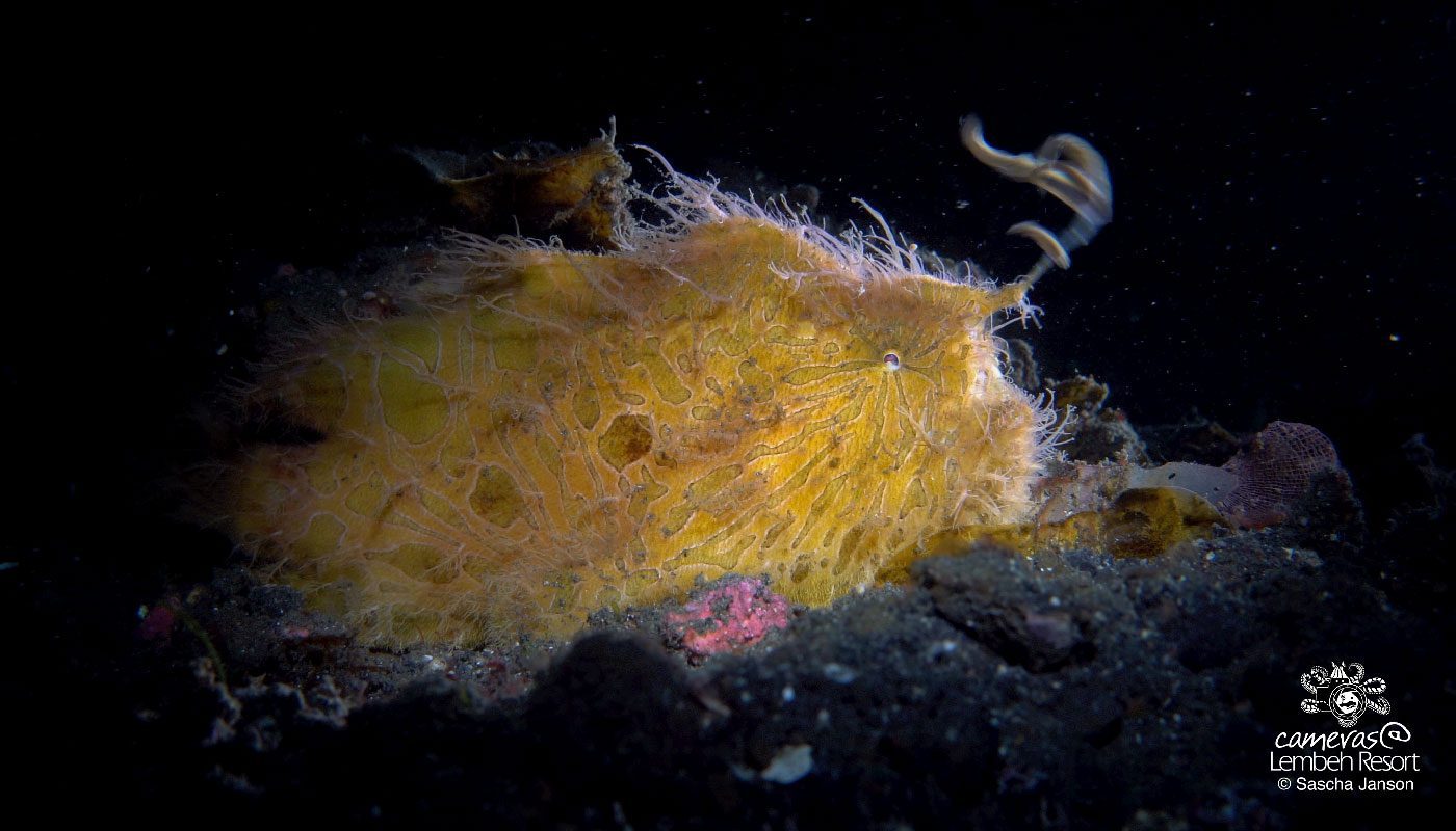 Critters of the Lembeh Strait | July Highlights