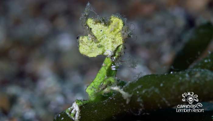 Critters of the Lembeh Strait | Episode 20 – 2015 | The Good, The Bad And The Ugly – Part 2