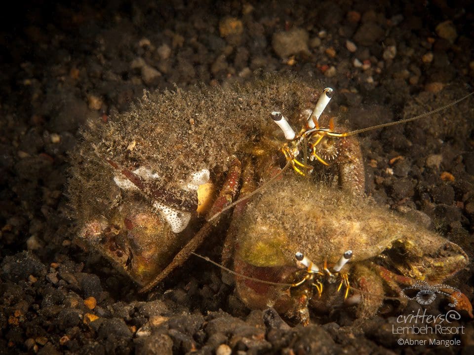 Critters@LembehResort-Dardanus lagipodes Hermit crab_Lembeh-Strait