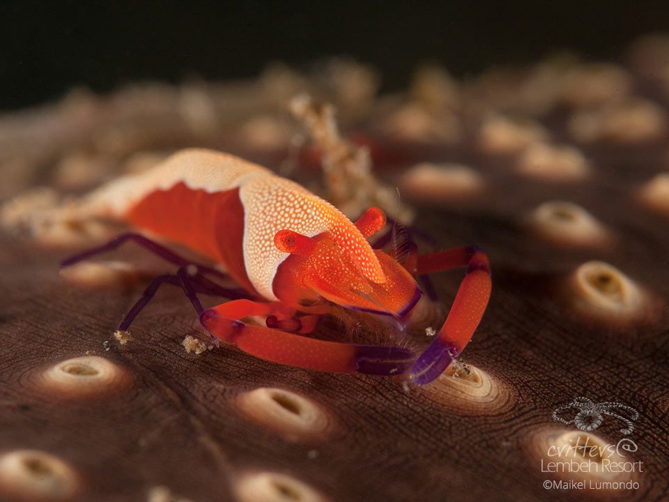 Critters@LembehResort-Emperor-Shrimp_Lembeh-Strait-