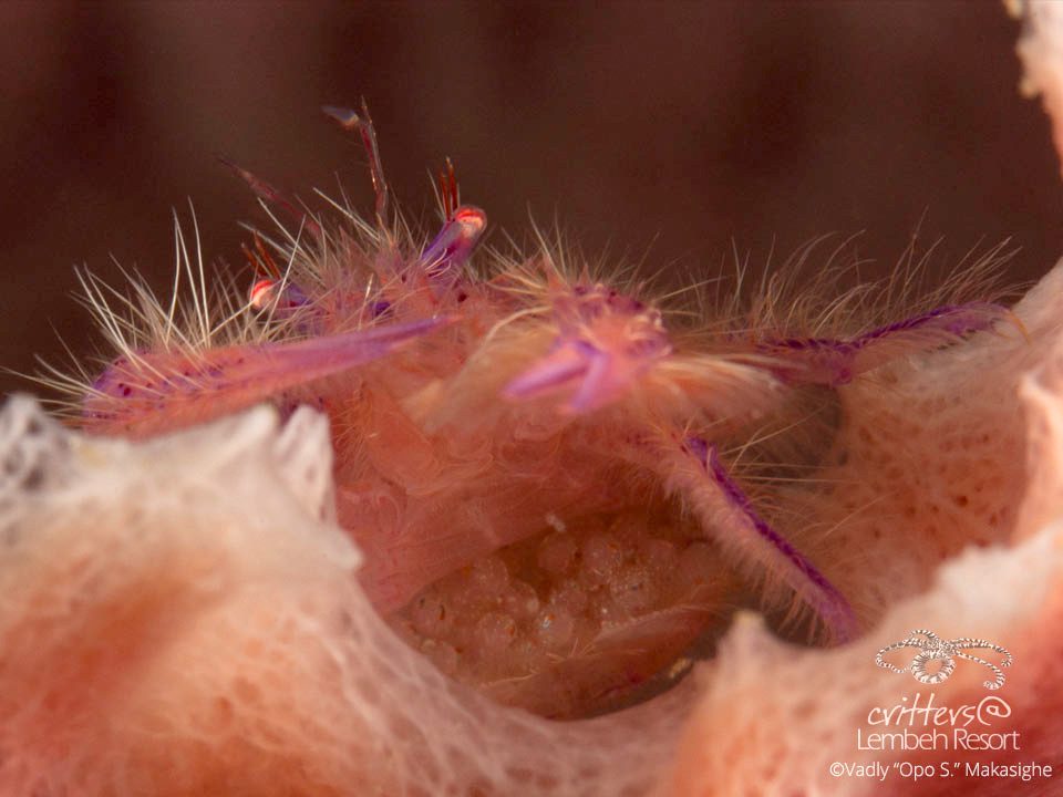 Critters@LembehResort---Pink-Squad-Lobster---Lembeh-Strait---Vadly-Makasighe