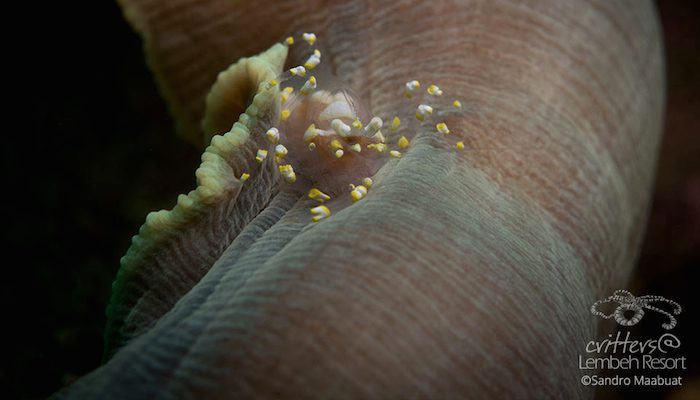 Crustacean Station – Part II