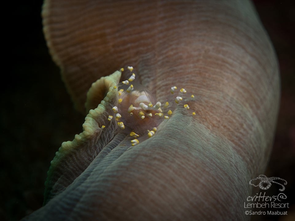 Critters@LembehResort-Pliopontonia furtiva shrimp Lembeh Strait