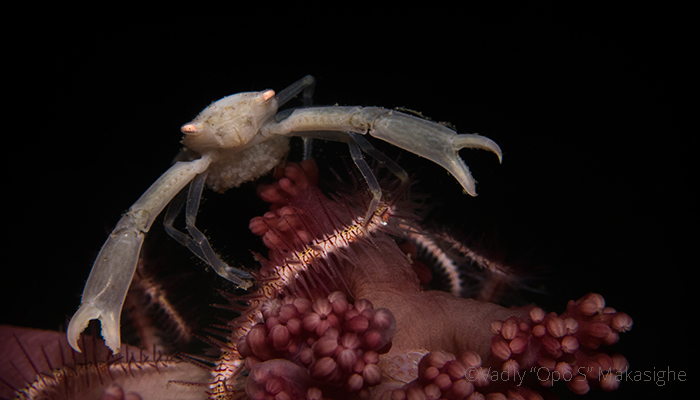 Crustacean Species of the Lembeh Strait