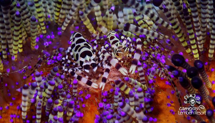 Critters of the Lembeh Strait | Episode 15 – 2015 | Crustacean Station Part 2