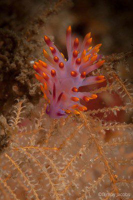 Nudibranch, Lembeh Strait, North Sulawesi Indonesia, Bitung, critters@Lembeh Resort, Lembeh Resort,underwater photography, 