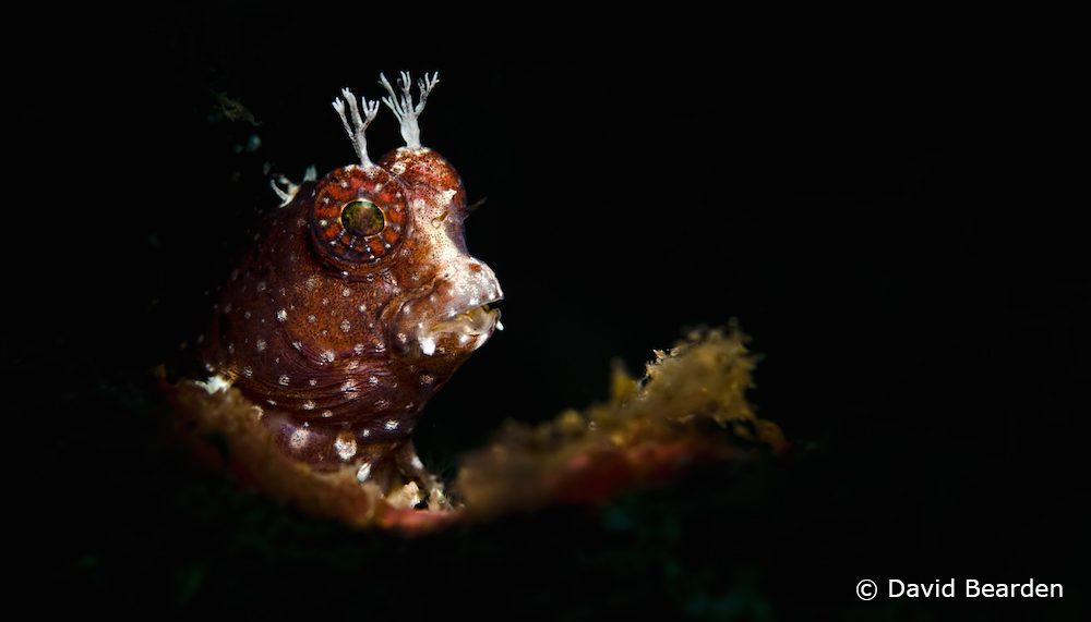 Celebrating Special Occasion In Lembeh
