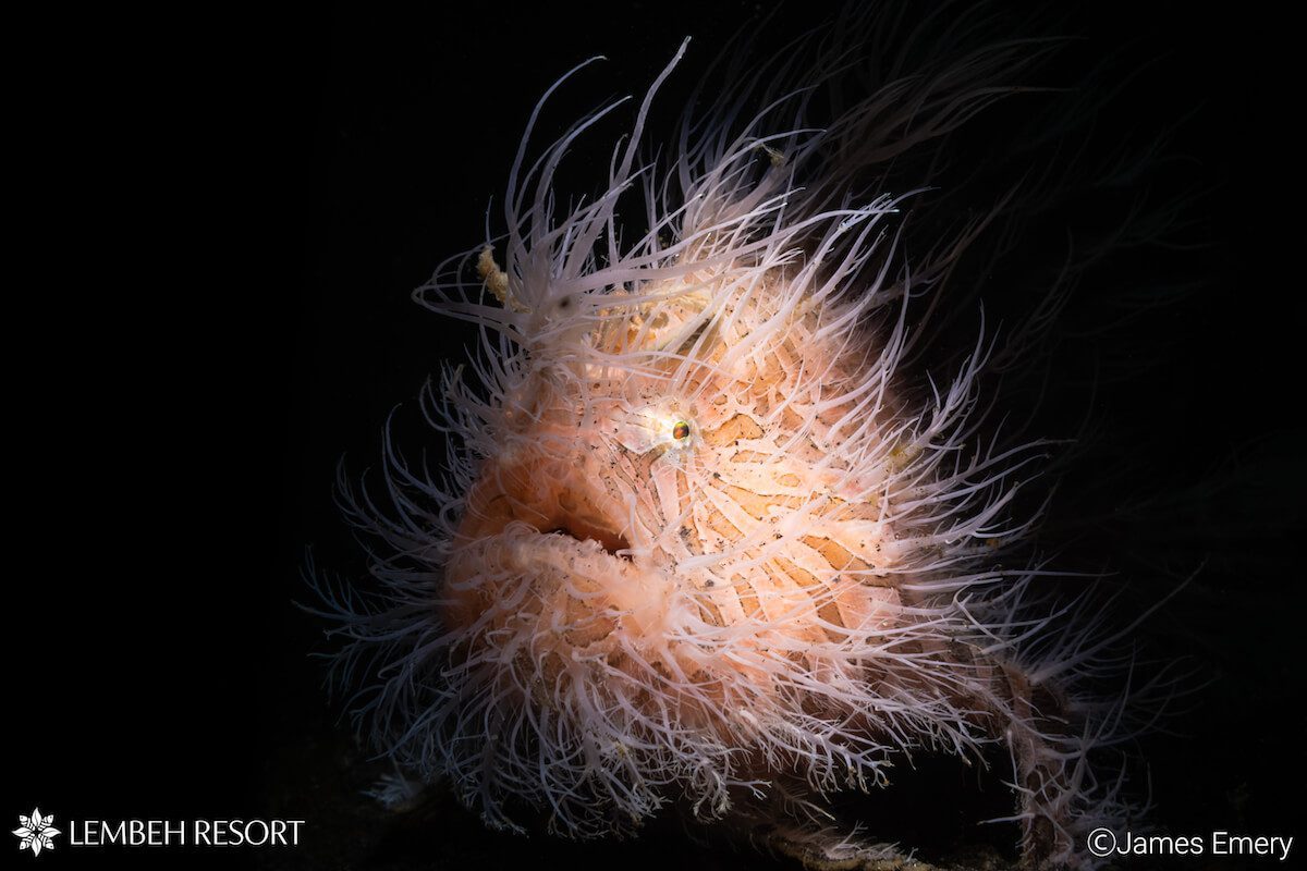 DSC00782 copy Hairy Frogfish