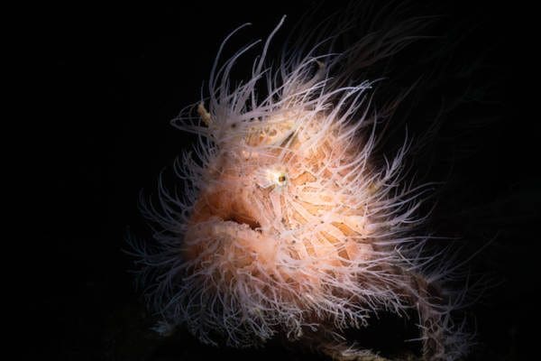 Hairy frogfish by James Emery