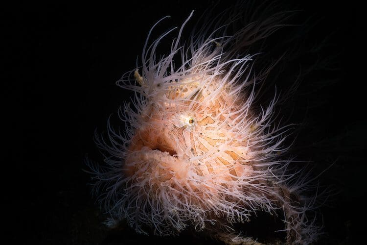 Hairy frogfish by James Emery