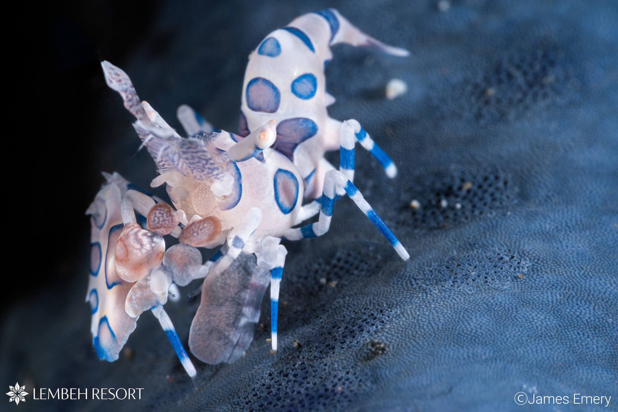 Harlequin shrimp by James Emery