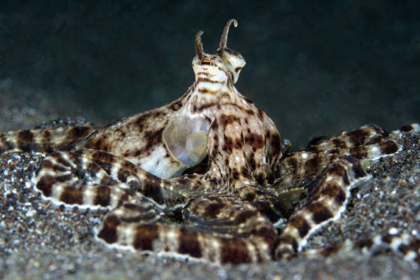 James Emery Mimic Octopus